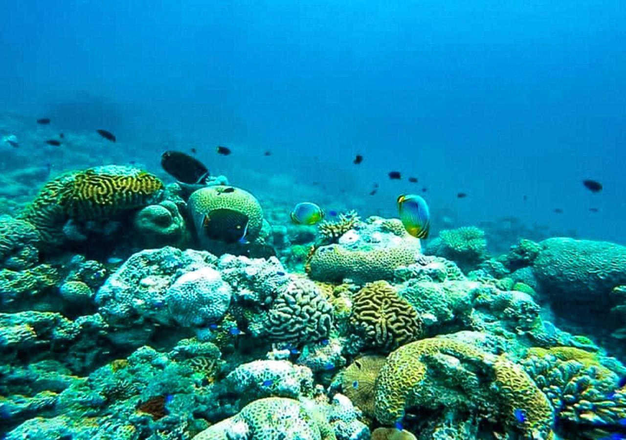 Отель Tropical Tree Fehendhoo Экстерьер фото