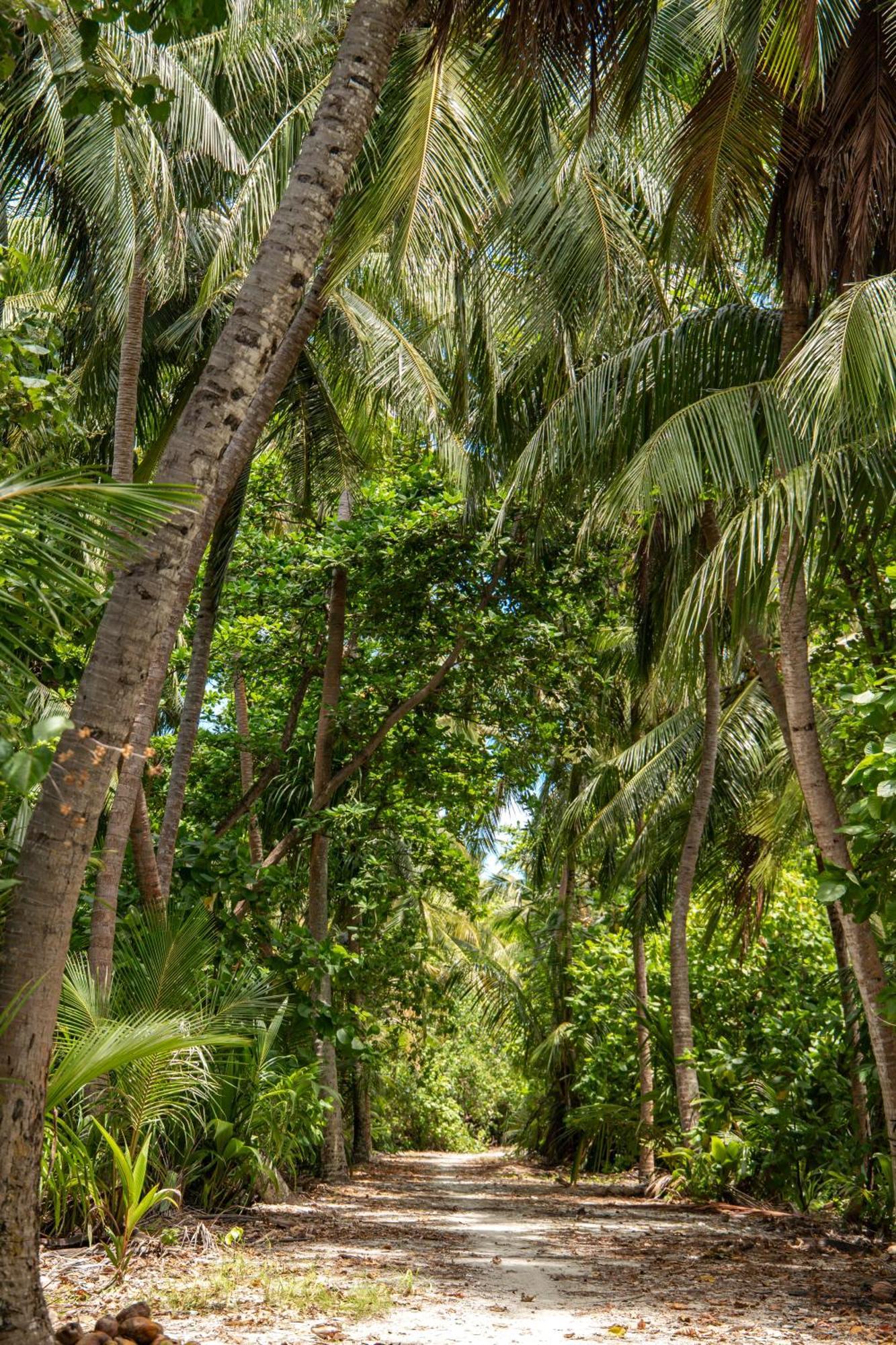 Отель Tropical Tree Fehendhoo Экстерьер фото